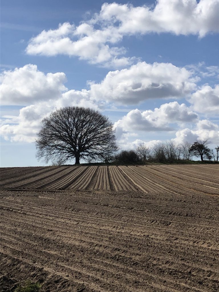 Suffolk fields. In this photo you can see the early stages of planting crops. Photographer: Jennifer Phillips